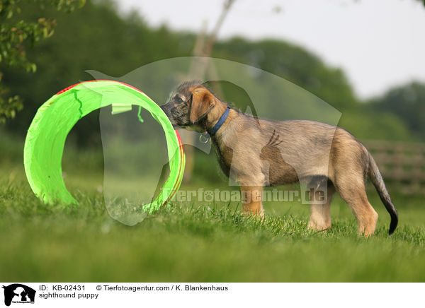 Irischer Wolfshund Welpe / sighthound puppy / KB-02431
