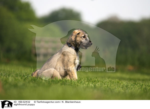 Irischer Wolfshund Welpe / sighthound puppy / KB-02432