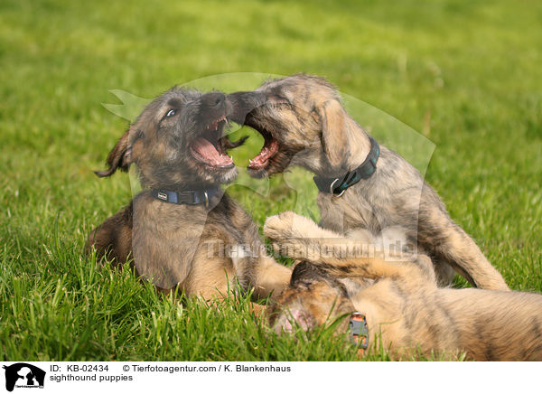 Irische Wolfshund Welpen / sighthound puppies / KB-02434