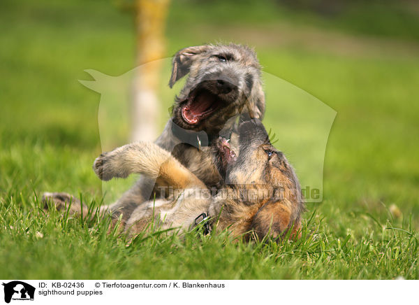 Irische Wolfshund Welpen / sighthound puppies / KB-02436