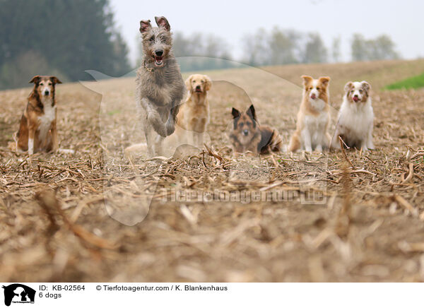 6 Hunde / 6 dogs / KB-02564