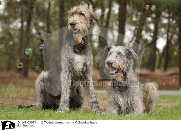 Irische Wolfshunde / sighthounds / KB-03074