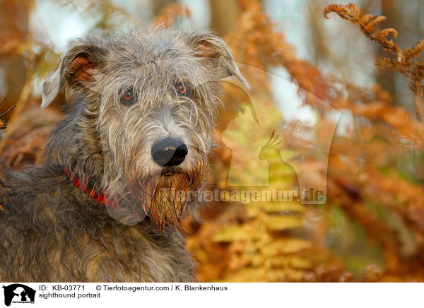 Irischer Wolfshund Portrait / sighthound portrait / KB-03771