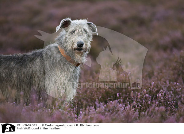 Irischer Wolfshund in der Heide / Irish Wolfhound in the heather / KB-04581