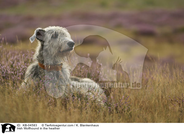 Irischer Wolfshund in der Heide / Irish Wolfhound in the heather / KB-04583