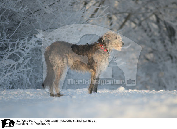 stehender Irischer Wolfshund / standing Irish Wolfhound / KB-04677