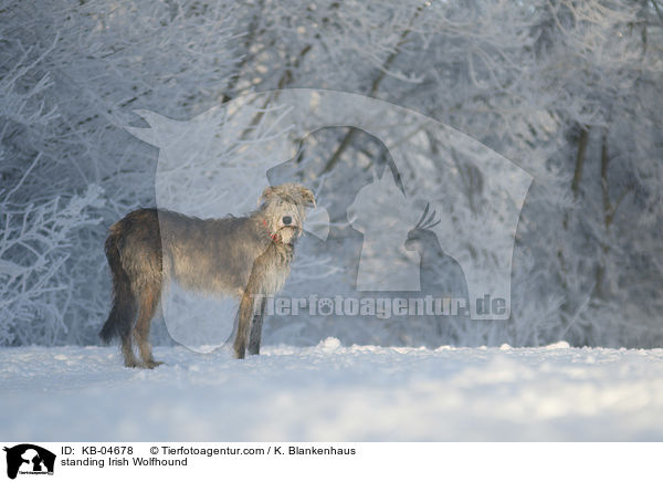 stehender Irischer Wolfshund / standing Irish Wolfhound / KB-04678