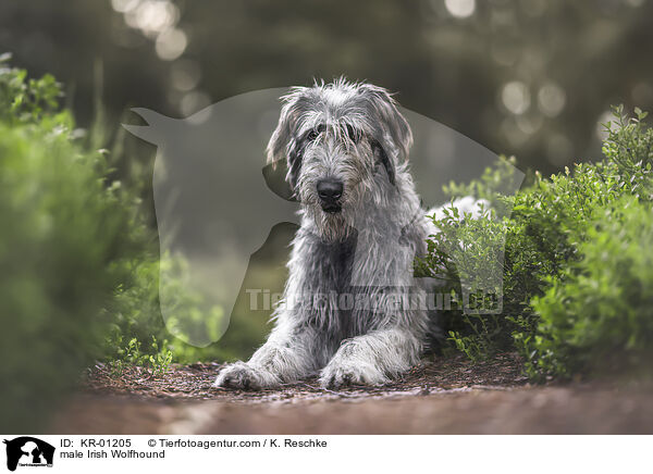 Irischer Wolfshund Rde / male Irish Wolfhound / KR-01205