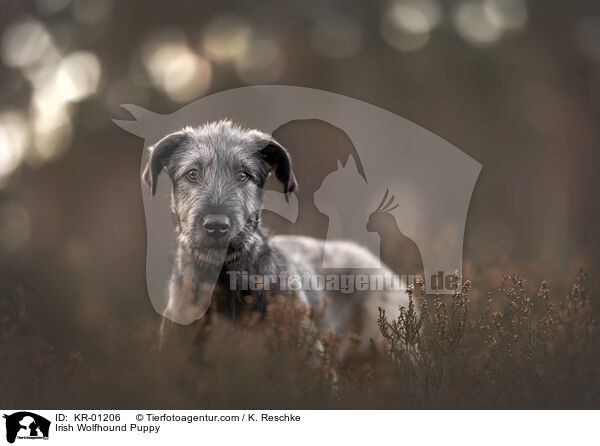 Irischer Wolfshund Welpe / Irish Wolfhound Puppy / KR-01206