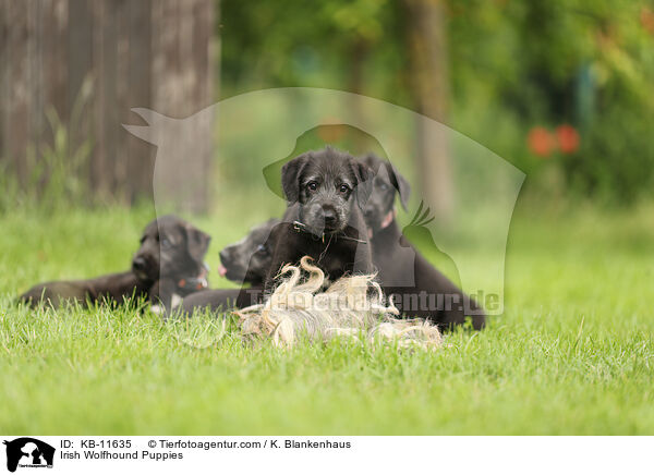 Irish Wolfhound Puppies / KB-11635
