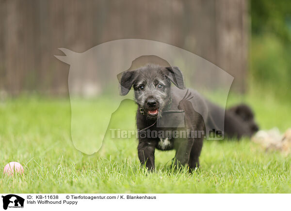 Irish Wolfhound Puppy / KB-11638