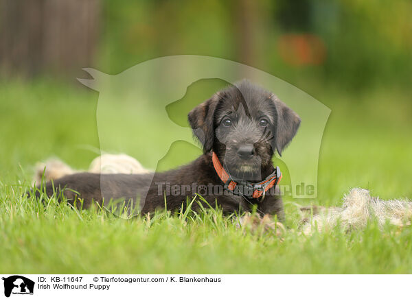 Irischer Wolfshund Welpe / Irish Wolfhound Puppy / KB-11647