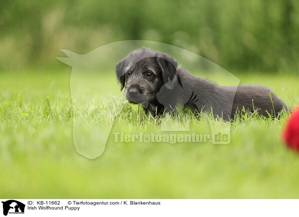 Irischer Wolfshund Welpe / Irish Wolfhound Puppy / KB-11662