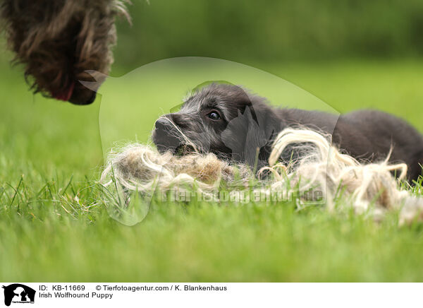 Irischer Wolfshund Welpe / Irish Wolfhound Puppy / KB-11669