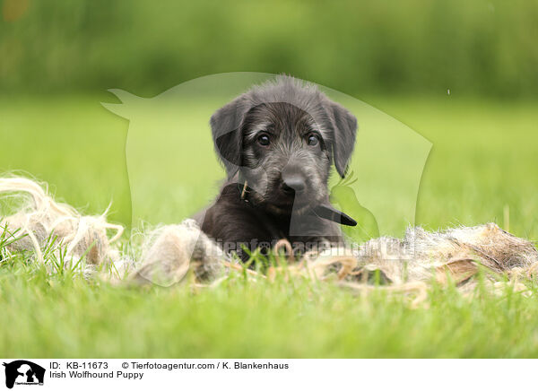 Irischer Wolfshund Welpe / Irish Wolfhound Puppy / KB-11673
