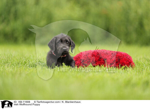 Irischer Wolfshund Welpe / Irish Wolfhound Puppy / KB-11688