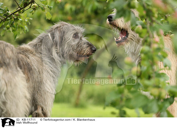 Irish Wolfhound / KB-11711