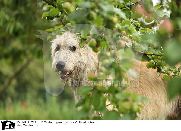 Irischer Wolfshund / Irish Wolfhound / KB-11713