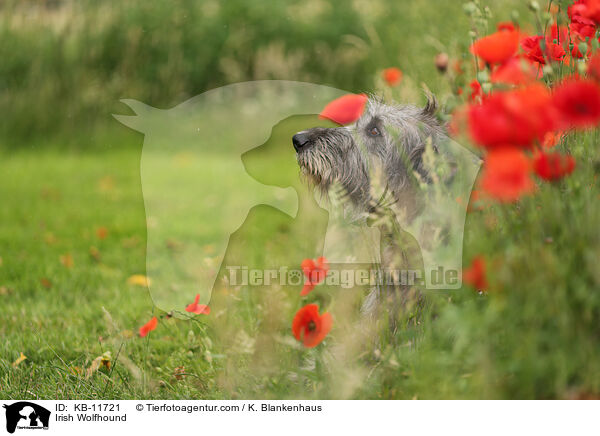 Irischer Wolfshund / Irish Wolfhound / KB-11721