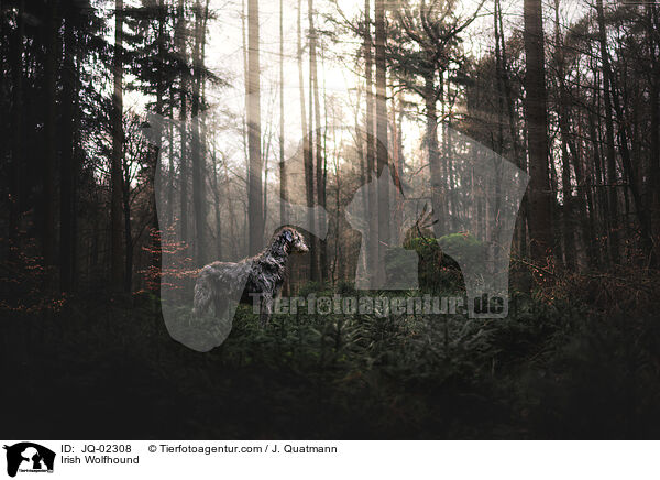 Irischer Wolfshund / Irish Wolfhound / JQ-02308