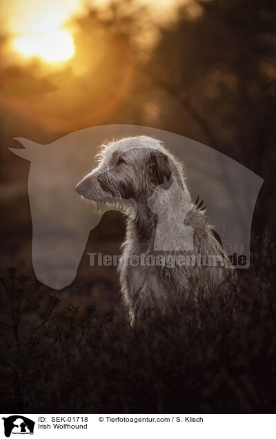 Irischer Wolfshund / Irish Wolfhound / SEK-01718