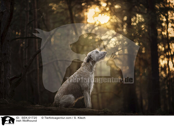 Irischer Wolfshund / Irish Wolfhound / SEK-01720