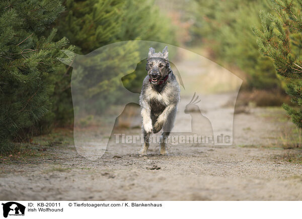 Irischer Wolfshund / irish Wolfhound / KB-20011
