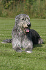 lying Irish Wolfhound