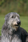 Irish Wolfhound