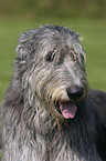 Irish Wolfhound Portrait