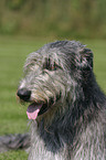 Irish Wolfhound Portrait