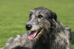 Irish Wolfhound Portrait