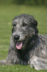 Irish Wolfhound