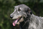 Irish Wolfhound Portrait