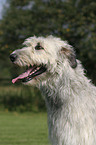 Irish Wolfhound Portrait