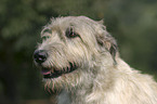 Irish Wolfhound Portrait