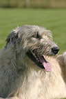 Irish Wolfhound