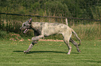 Irish Wolfhound in action