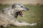 Irish Wolfhound