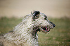 Irish Wolfhound