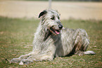 Irish Wolfhound