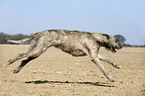 Irish Wolfhound