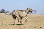 Irish Wolfhound