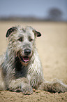 Irish Wolfhound