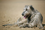 Irish Wolfhound