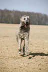 Irish Wolfhound