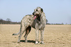 Irish Wolfhound