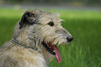 Irish Wolfhound Portrait