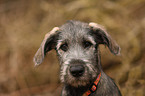 young Irish Wolfhound