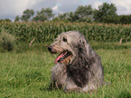 Irish Wolfhound